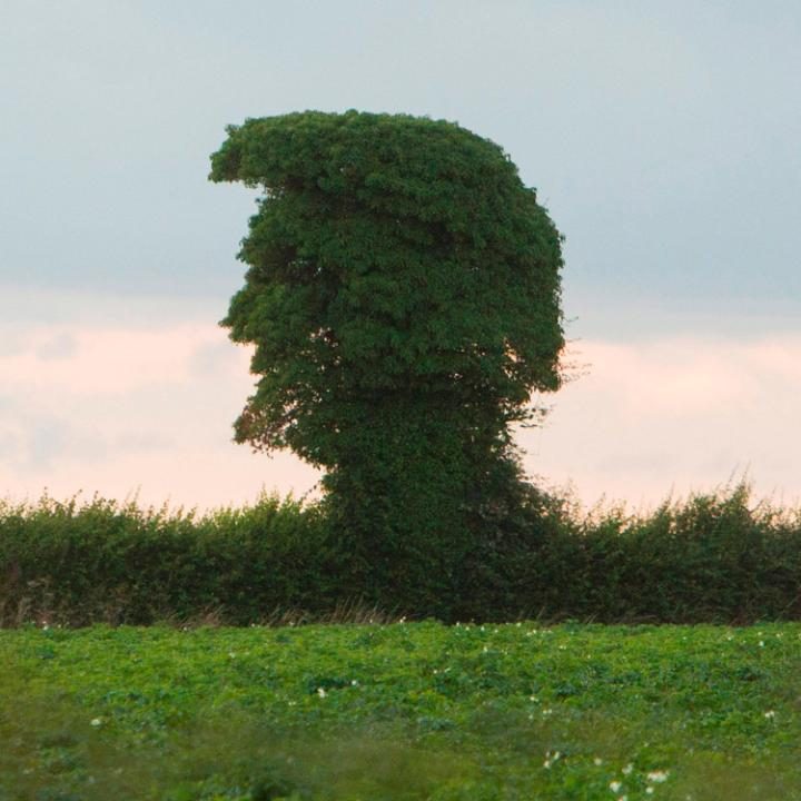 treeman